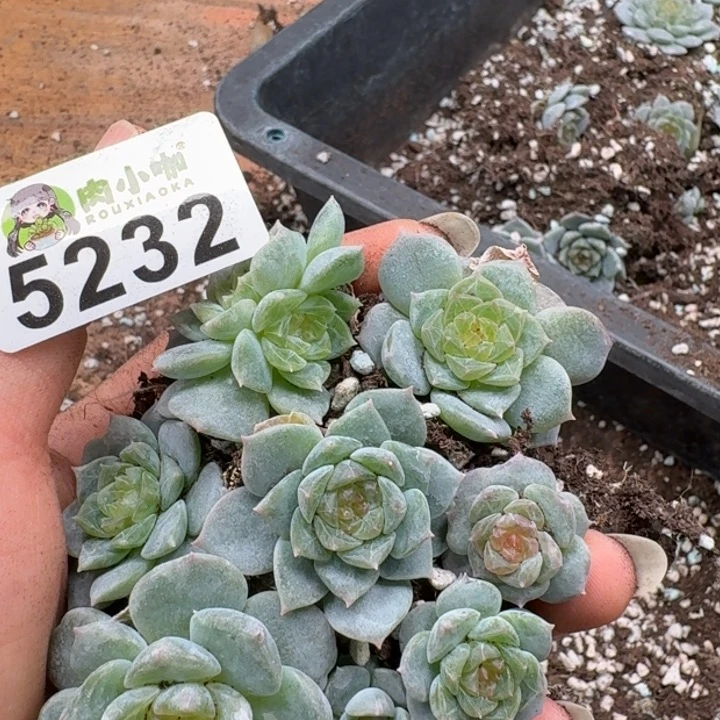 多肉植物多肉植物