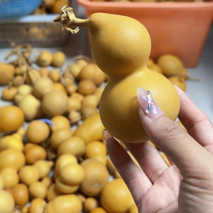 丰葫芦手把葫芦葫芦