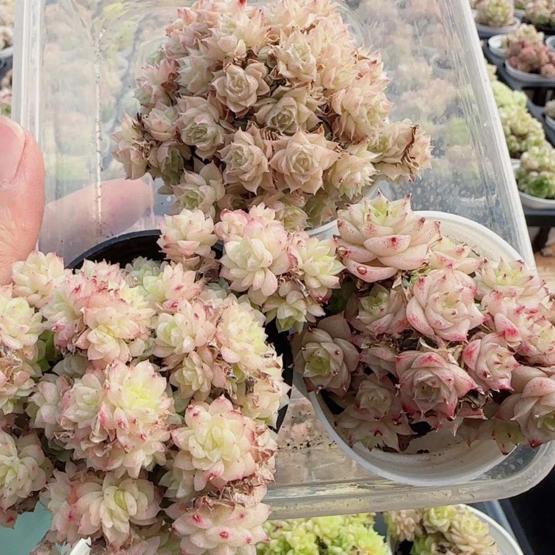 ๑**?花语逸镜0513-05三个开播福利