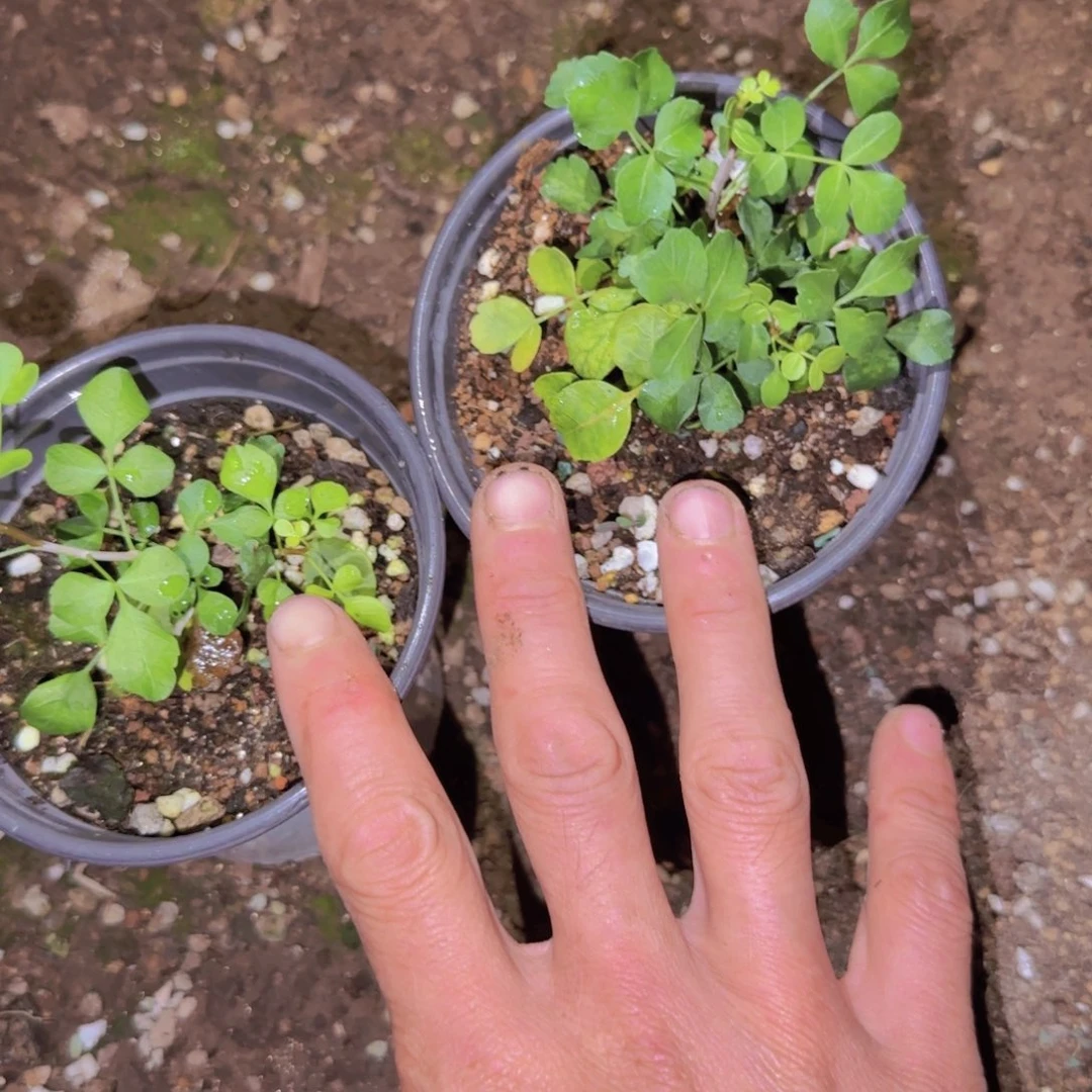 K***g块根植物块根植物