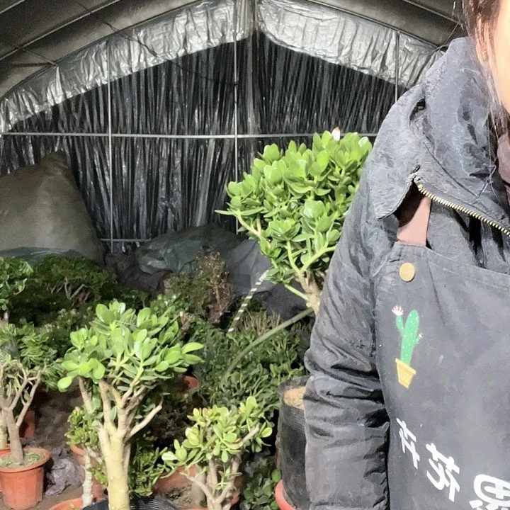 毛*熊玉树玉树玉树玉树差价