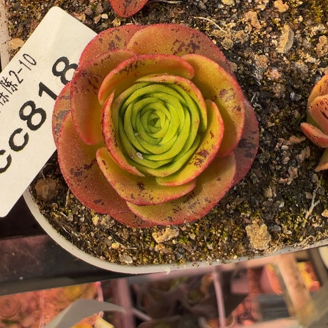 陈陈818mlx若初多肉