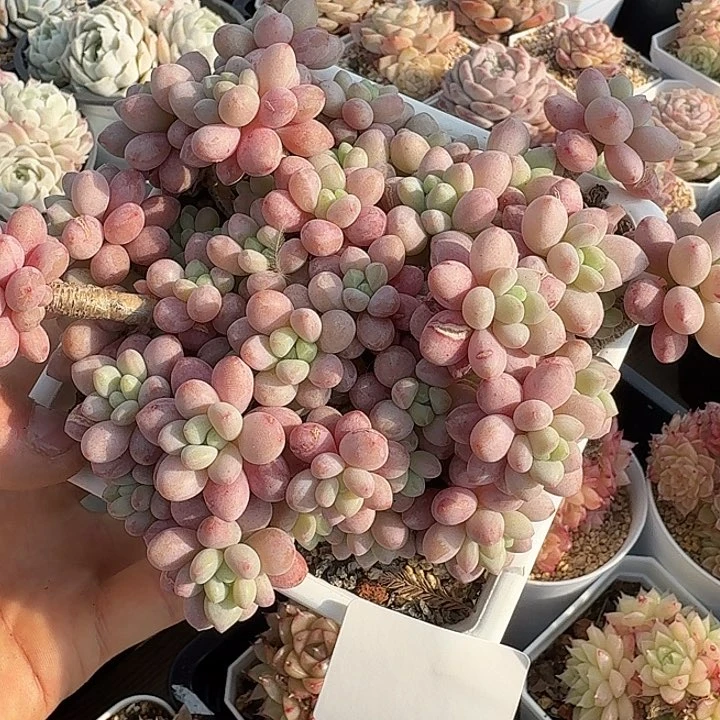 0122-53 鱼子酱自然群