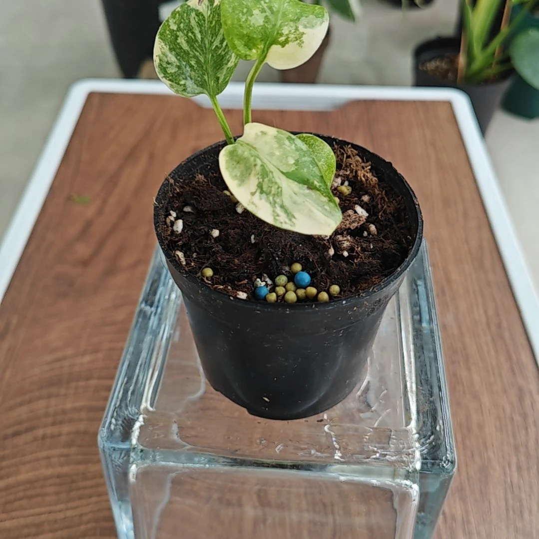 完全开放龟背竹拍卖，不包叶损介意勿拍