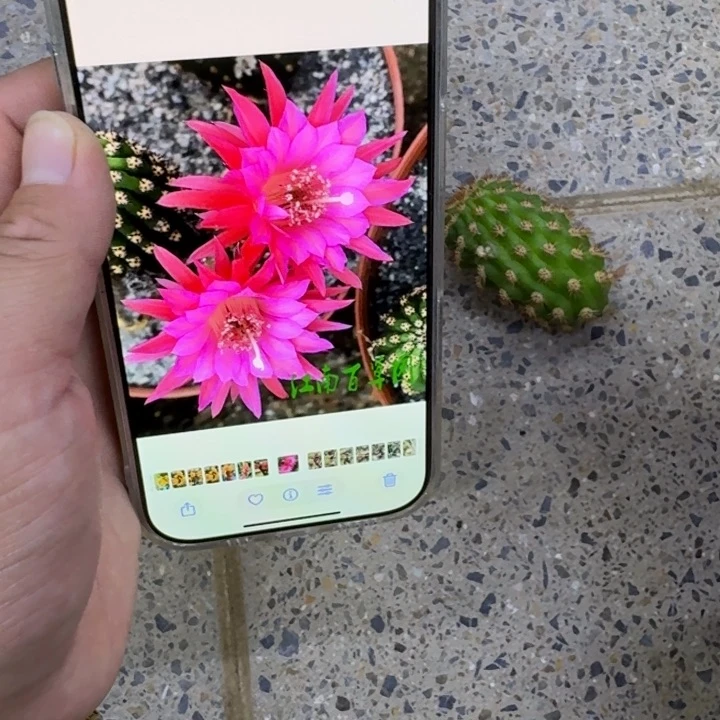 320金妞24红无根侧牙歪6公分左右，20包邮