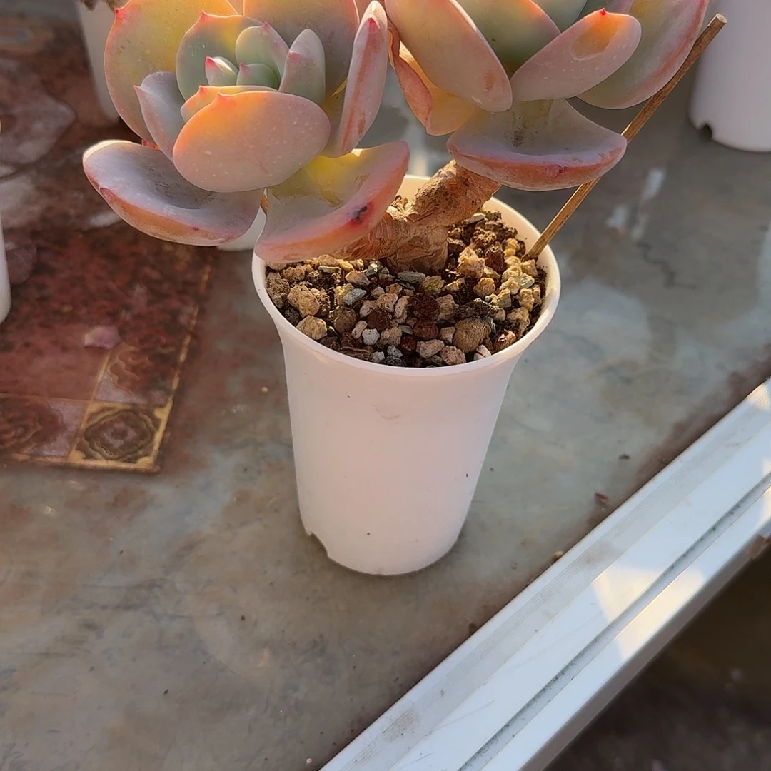 咖***糖白凤多肉植物一颗