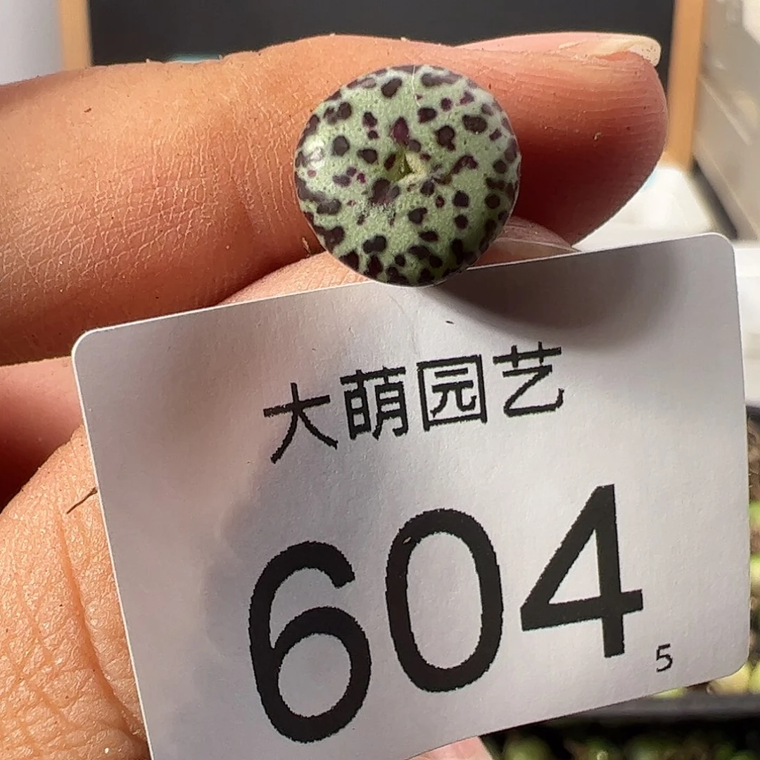 0000604 一物一拍优选泡泡安贞