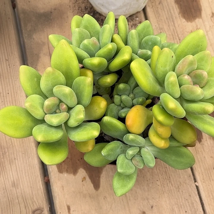 s***e芒果奶，一物一拍，