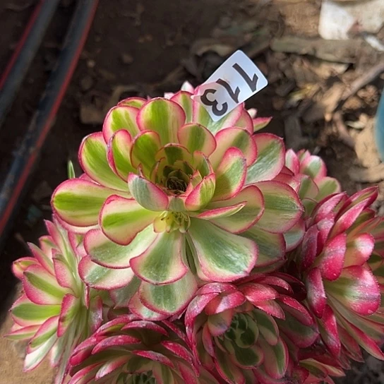 放**己多肉植物一个缺枝