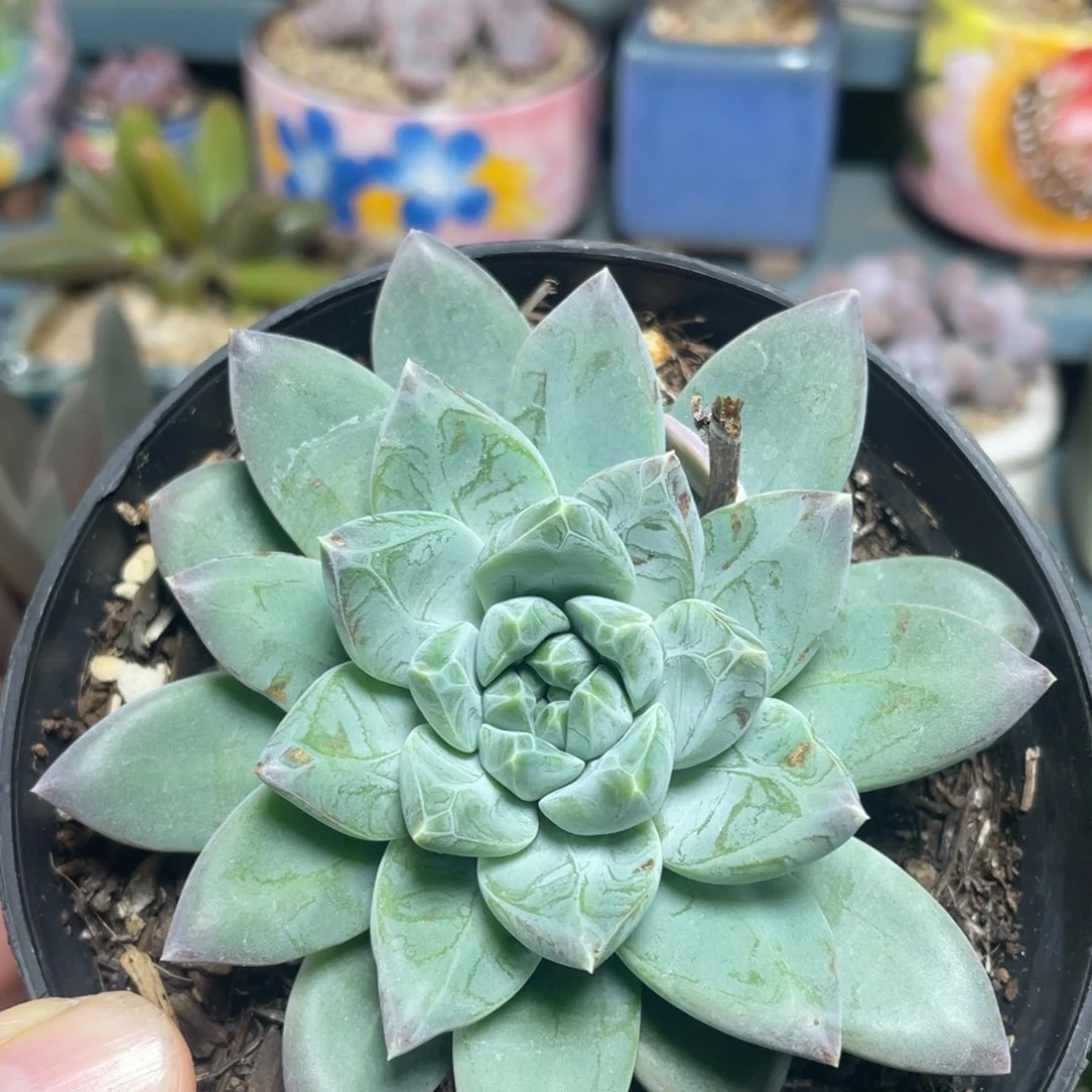 杂交美人多肉植物