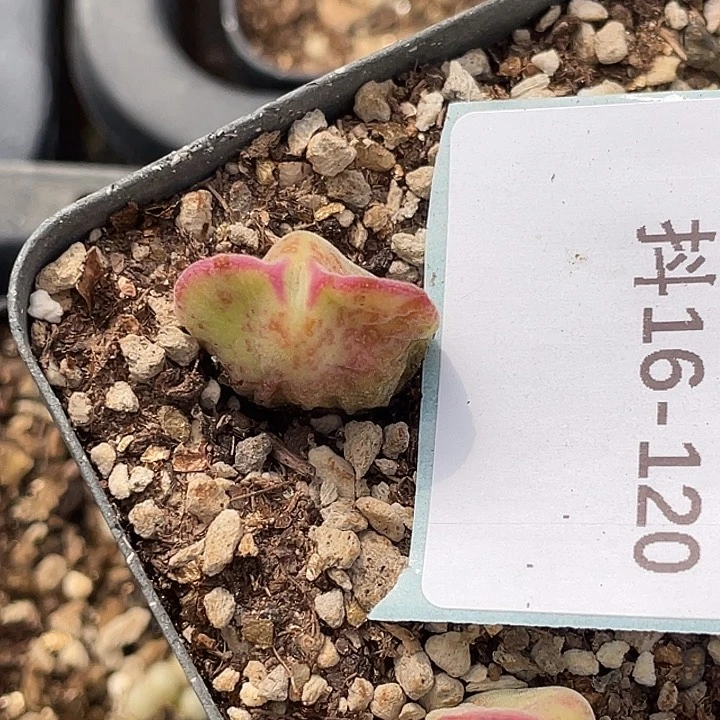 ?***?16-120肉锥多肉植物