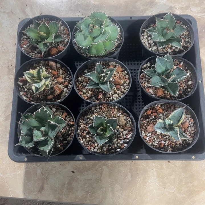 新手福利套餐9个一组
