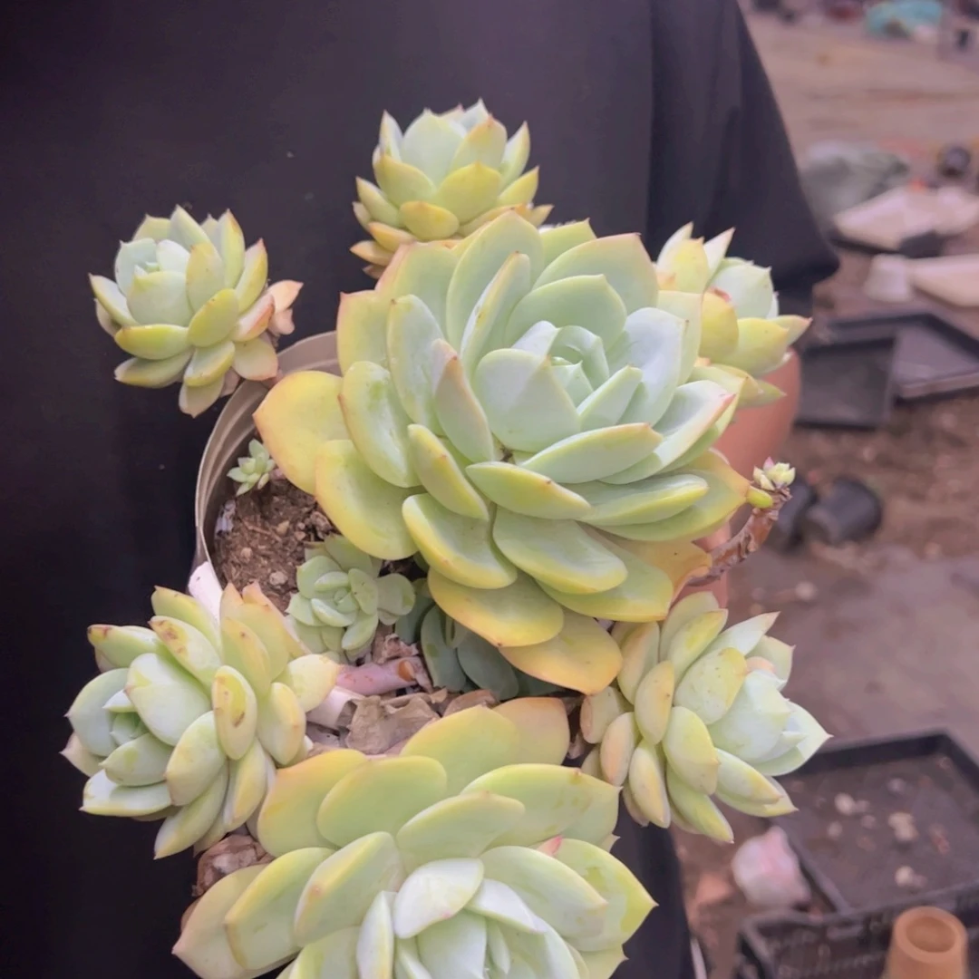 韩国恋曲大单头带仔无砍