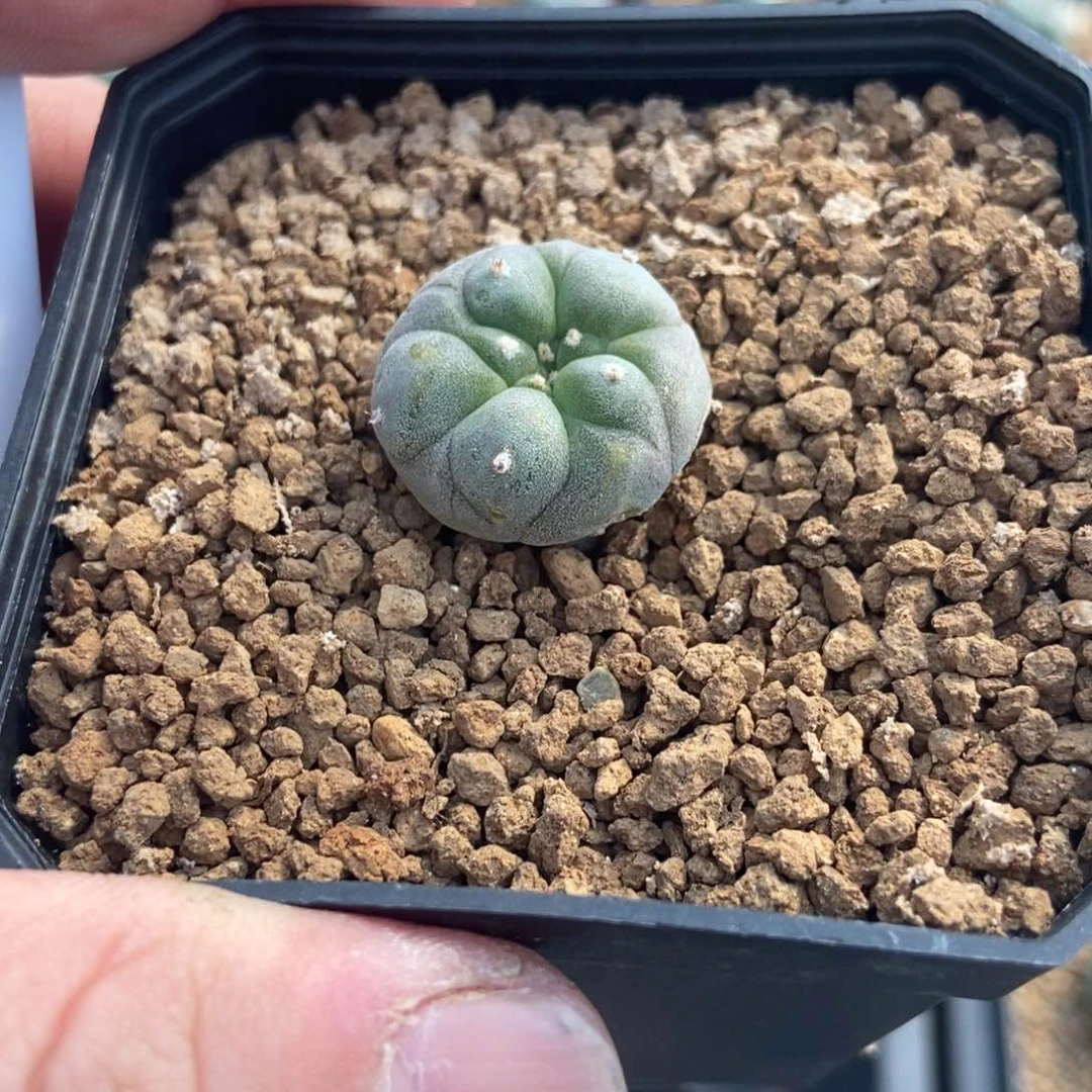 金***！无刺仙人球开花了