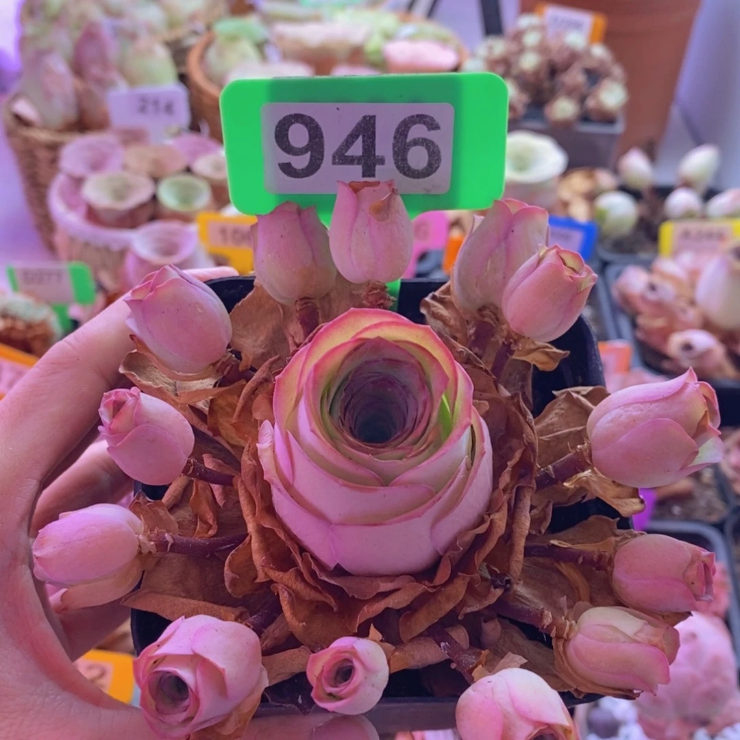 四***客山地玫瑰一物一拍946