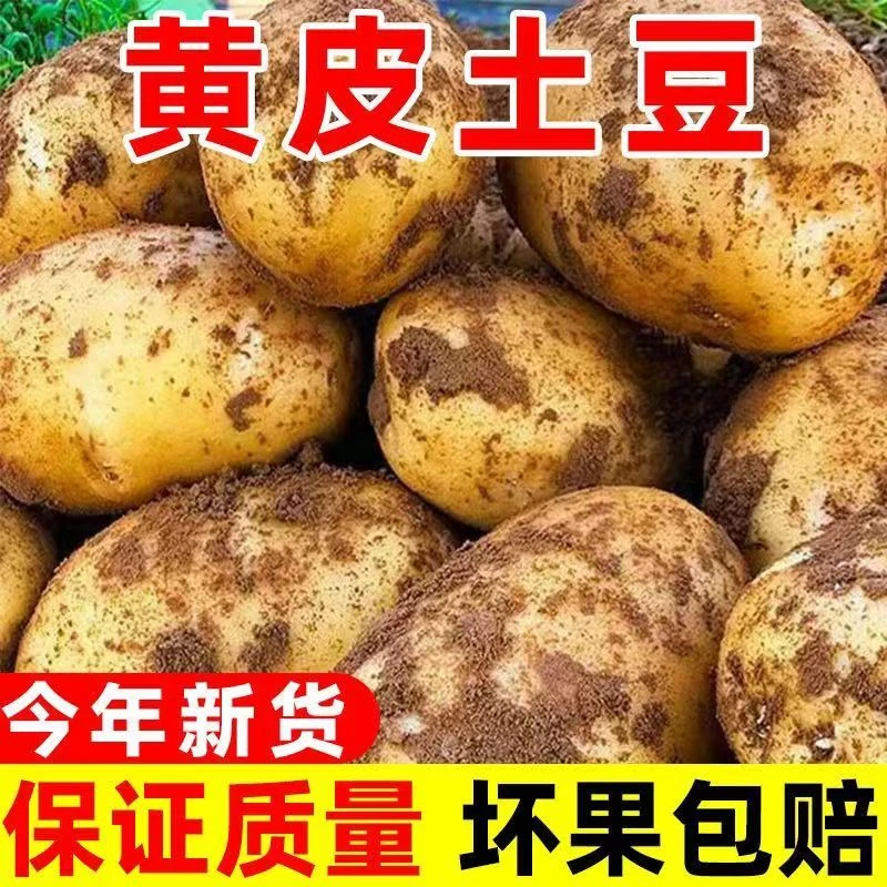 【仙人坂坂专属】2025新鲜富硒小土豆黄心洋芋老品种