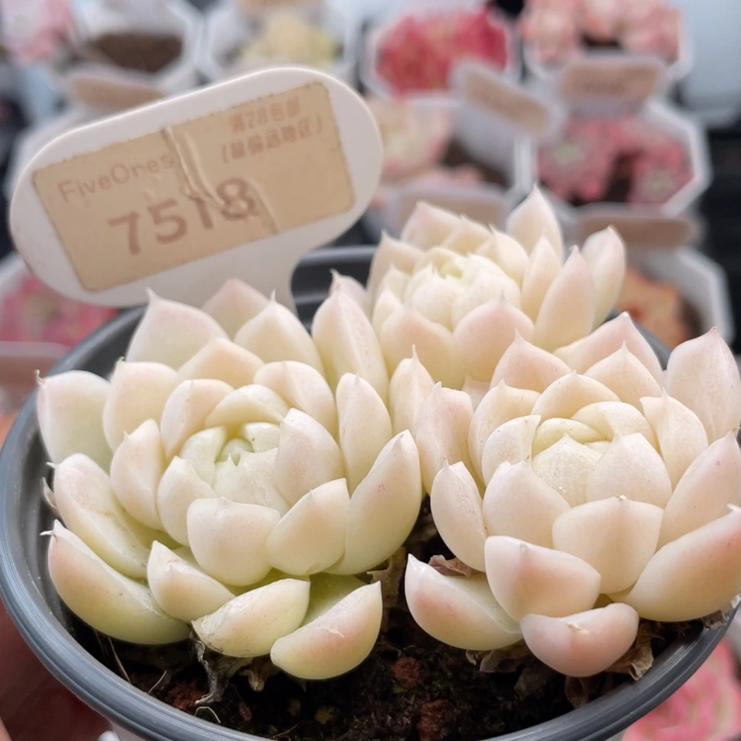 白月影7518-8.0厘米