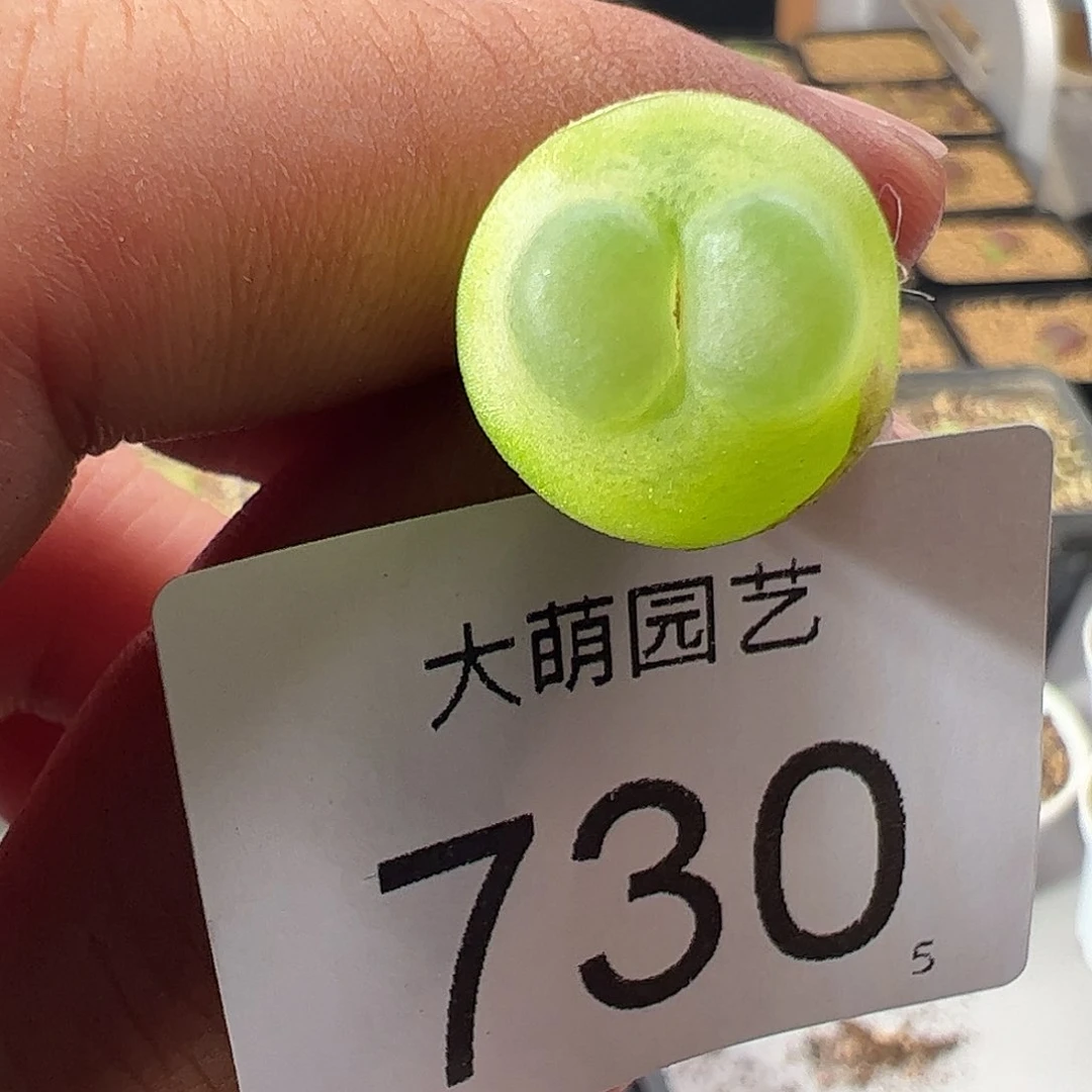 一物一拍。       730