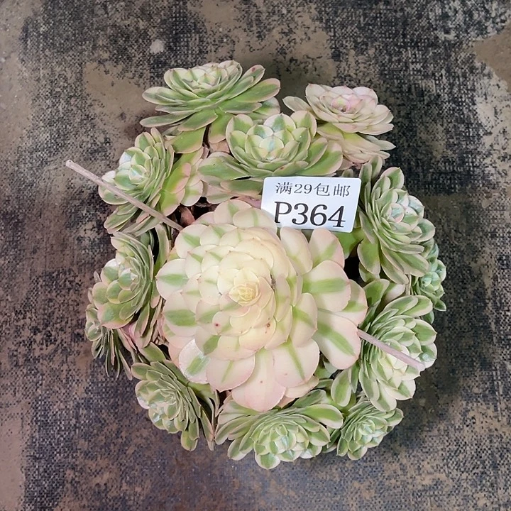 364无根  荔枝多肉植物