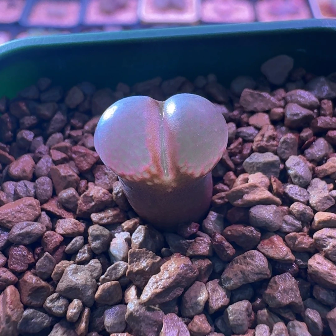 云缦精品番杏17.33 紫水晶 球型窗优选