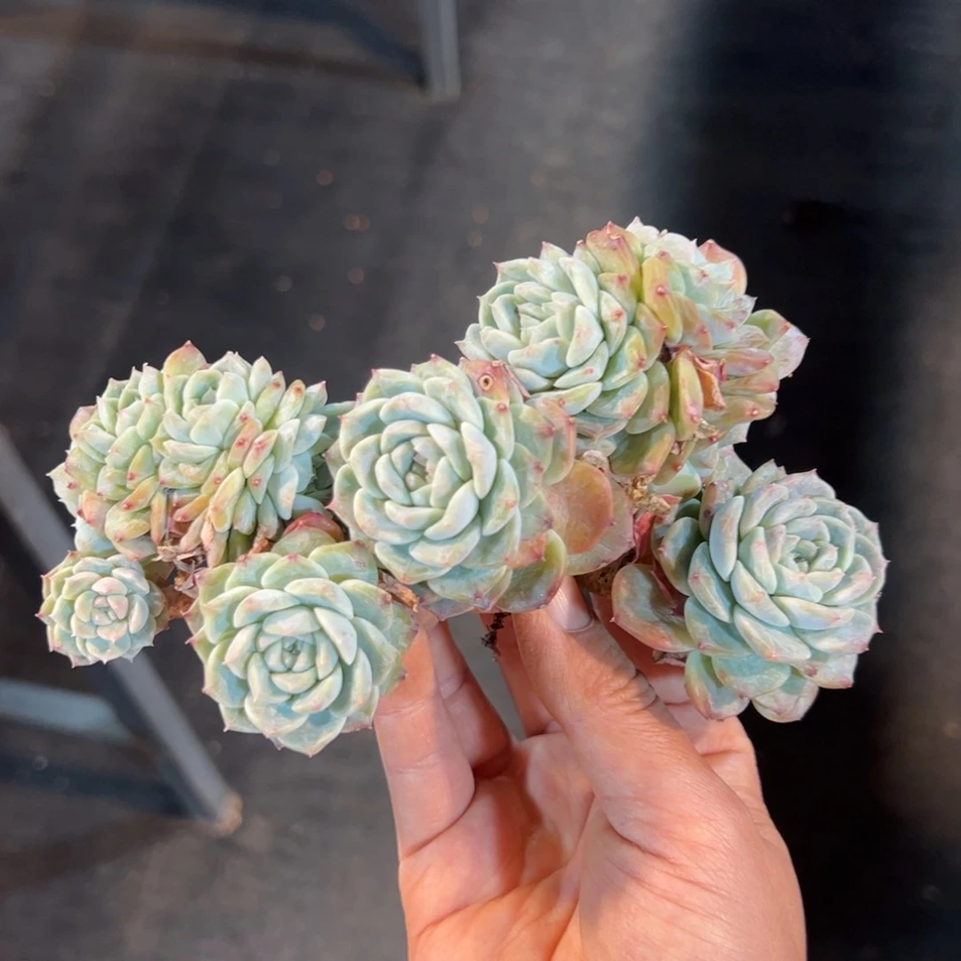 新年快乐 新年快乐 新年快乐