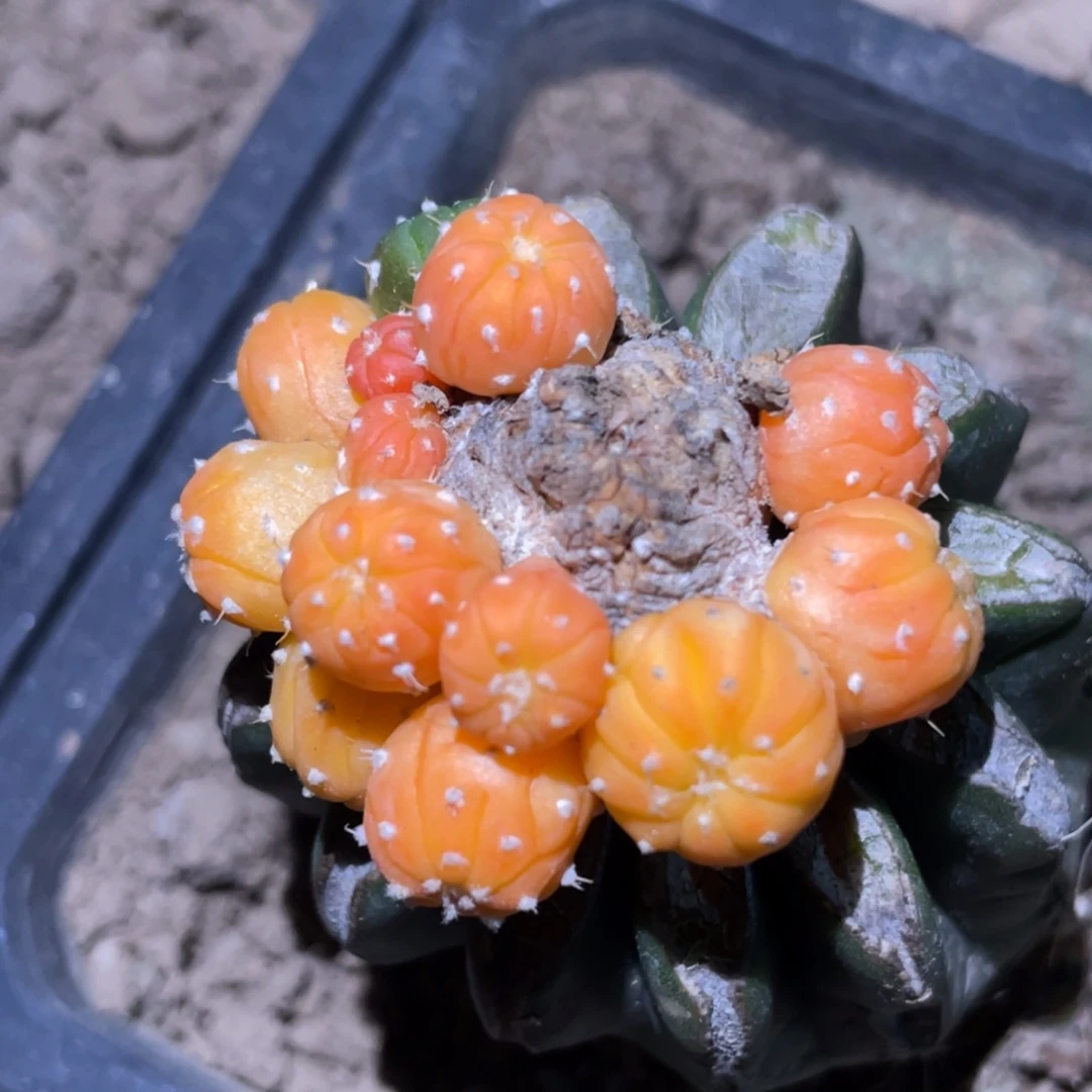 全部花朵群体772 仙人球开花
