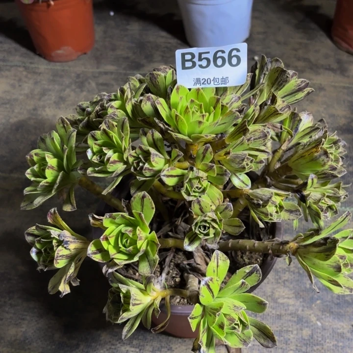 瑞妈多肉植物，566必火