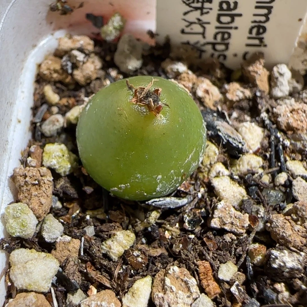 肉锥多肉植物组合-哈默946