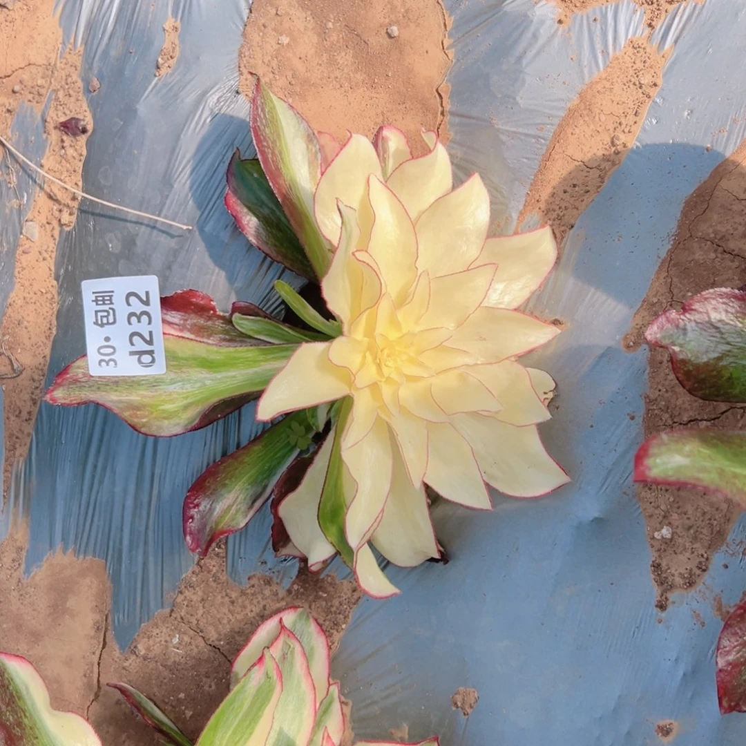 232魅影多肉法师