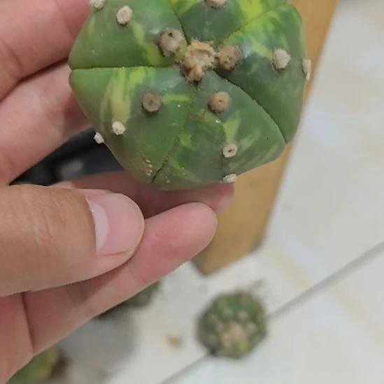 一物一拍，实生兜锦