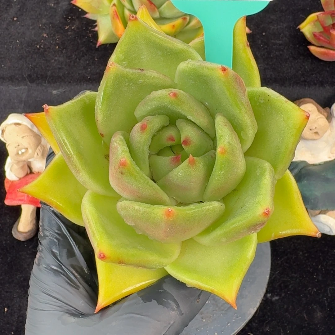 从前慢多肉精选编号1027.14