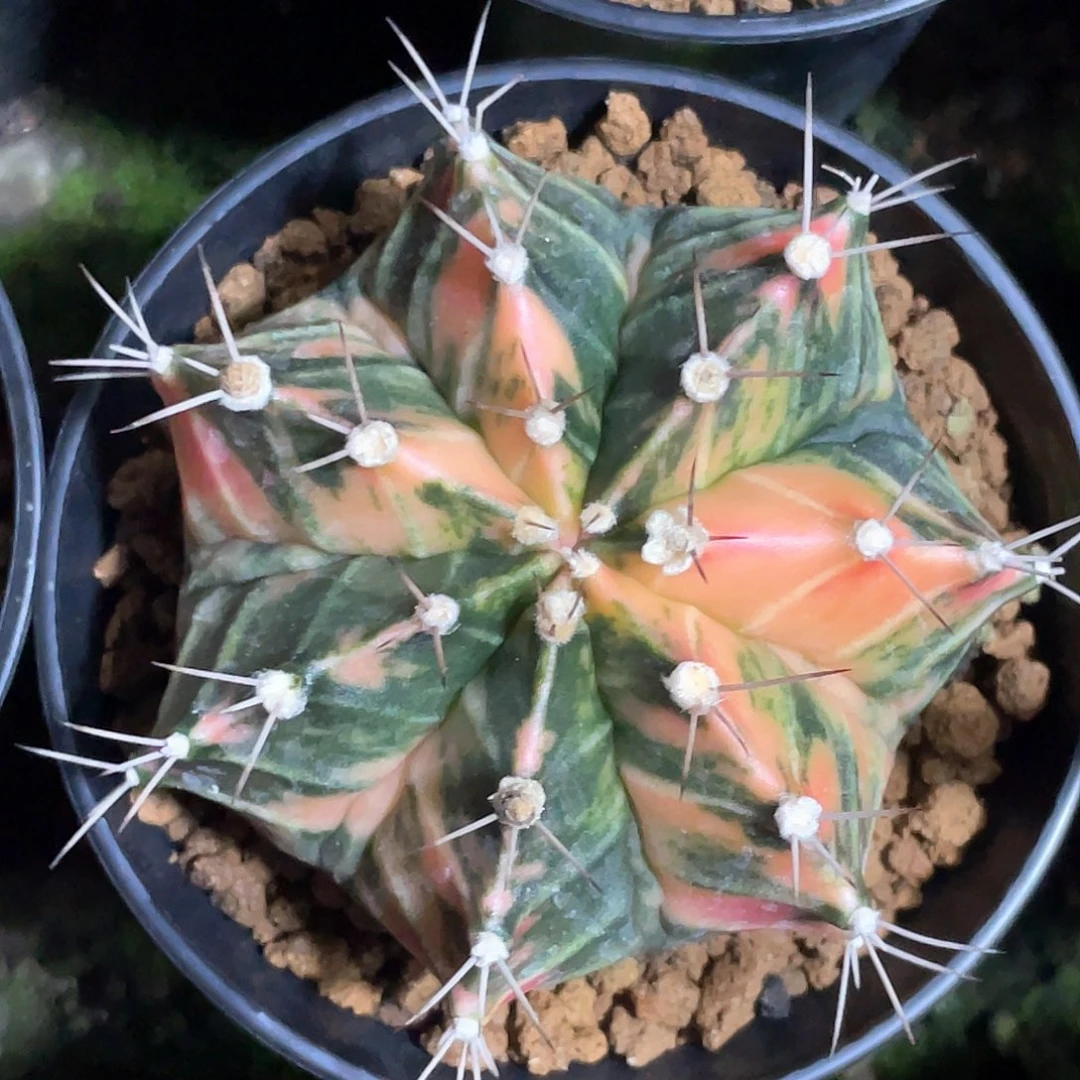 当前无花朵，栽培后可花朵泰系实生根，复棱米哈锦