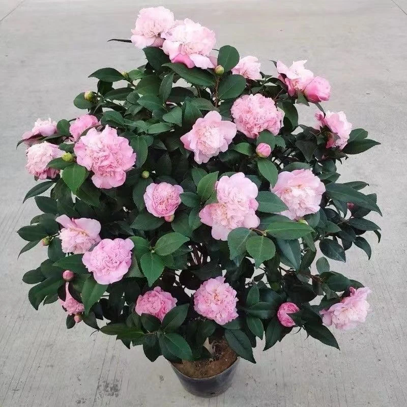 香妃茶花大花浓香四季常青室内外植物直播间一物一拍