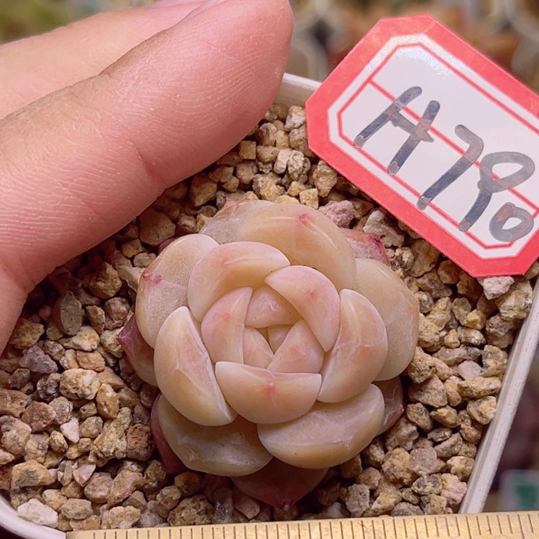 H790一物一拍 冰川