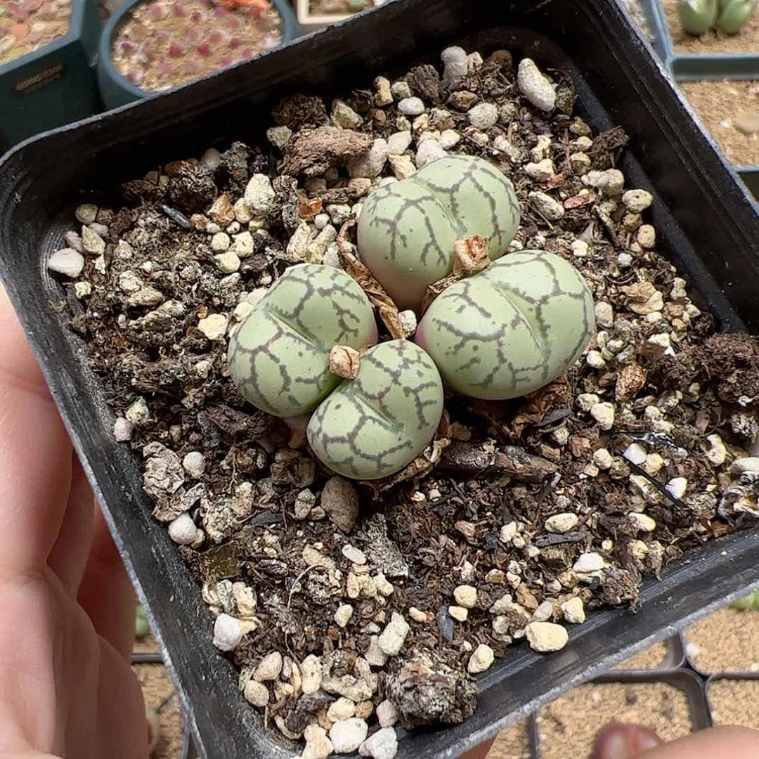 【闪购商品】160 开播福利