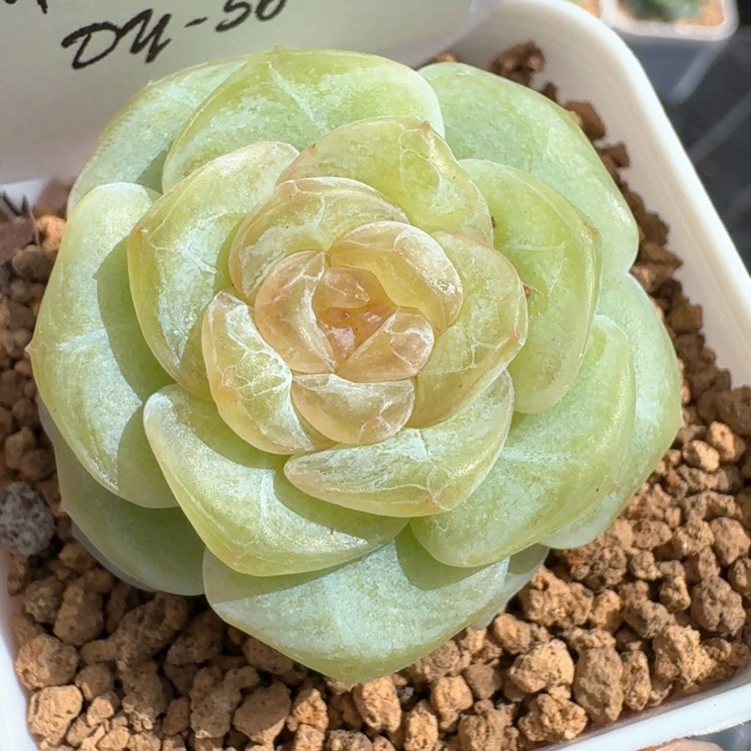 S***t0612-056-嫦娥单头