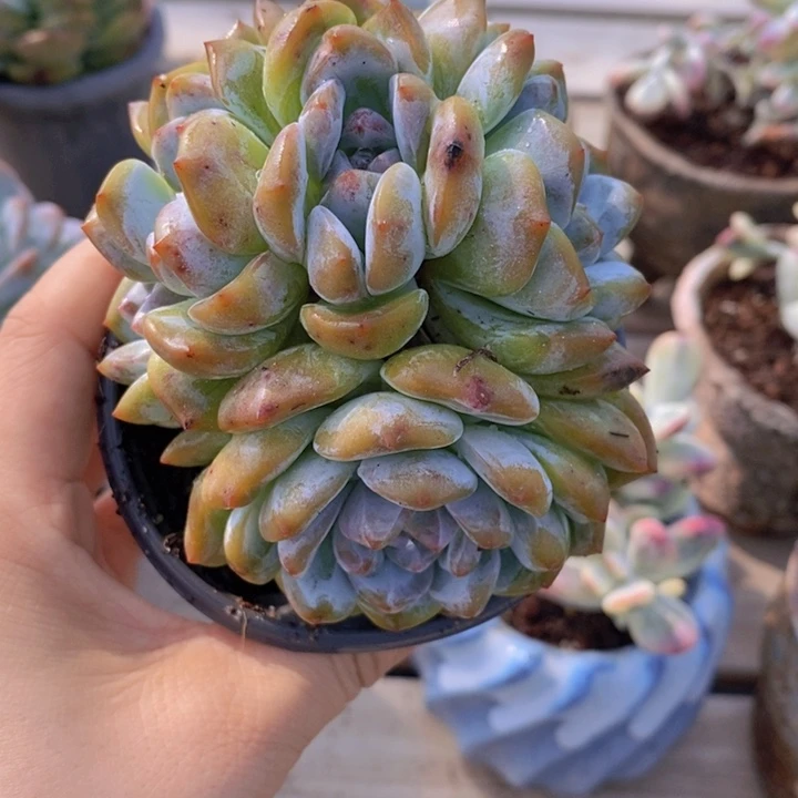 石榴紫朵朵缀，5头111111
