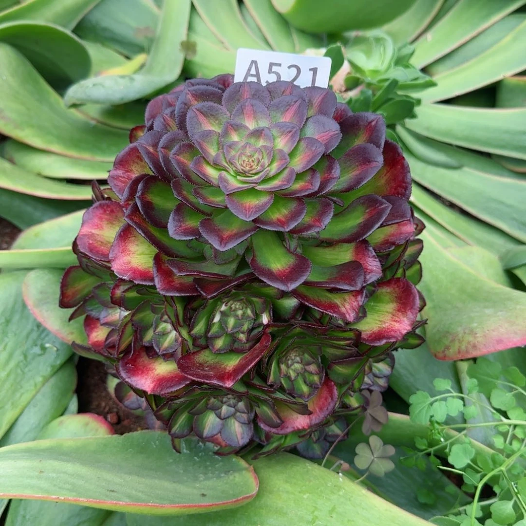 蘑***?521海珊瑚春节福利