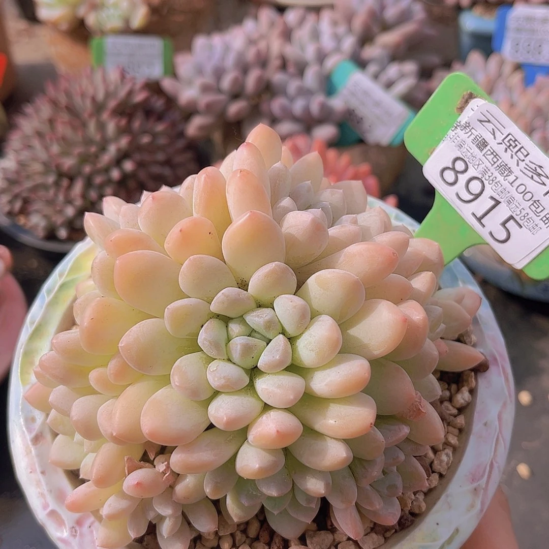 8915白桃美人多肉植物