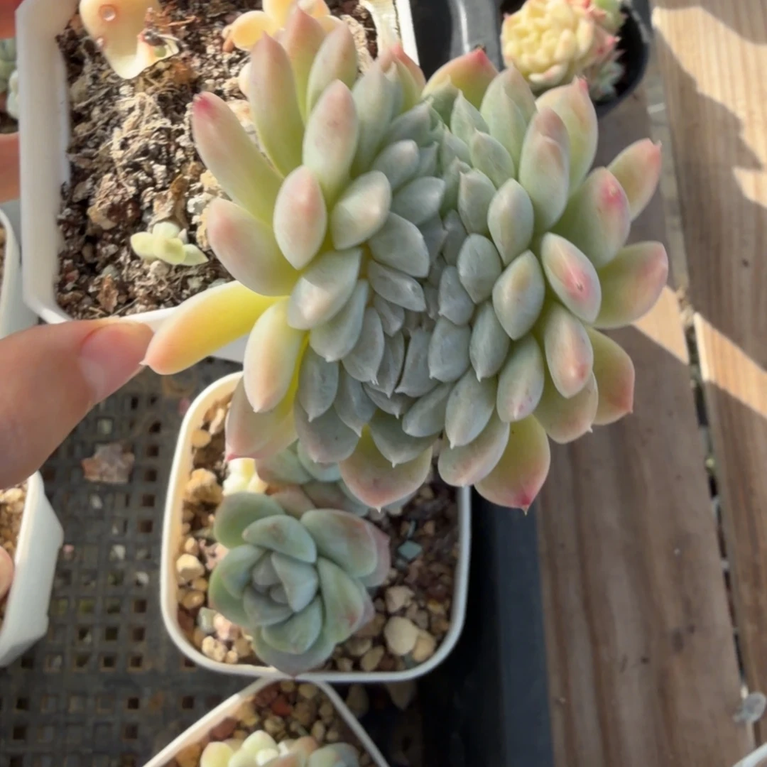 东篱下多肉植物哈哈59