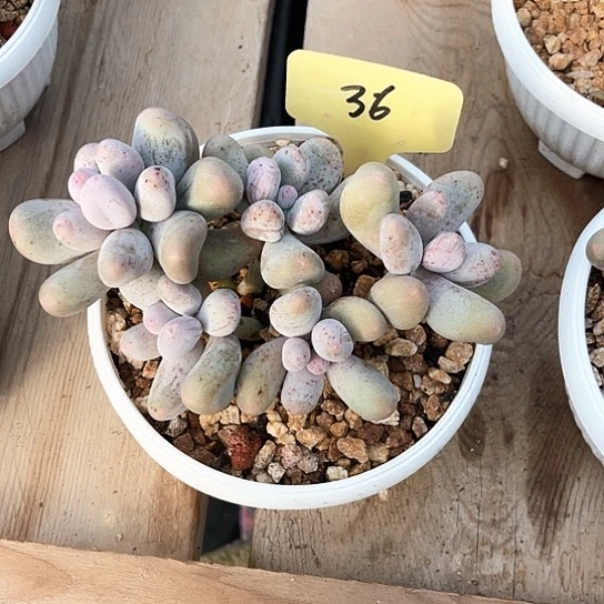 米可奶36号码牌子的话题了解