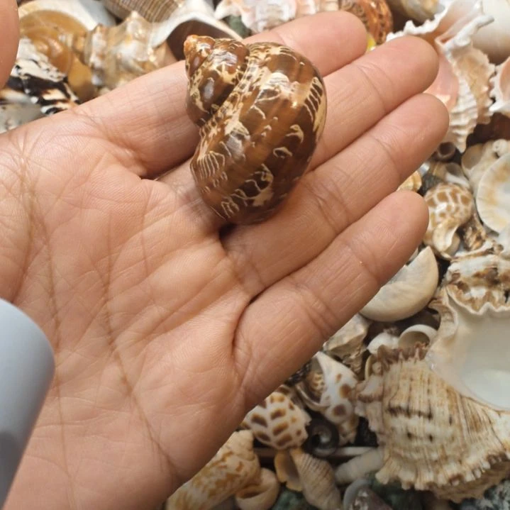 石材天然海螺贝壳寄居蟹替换壳