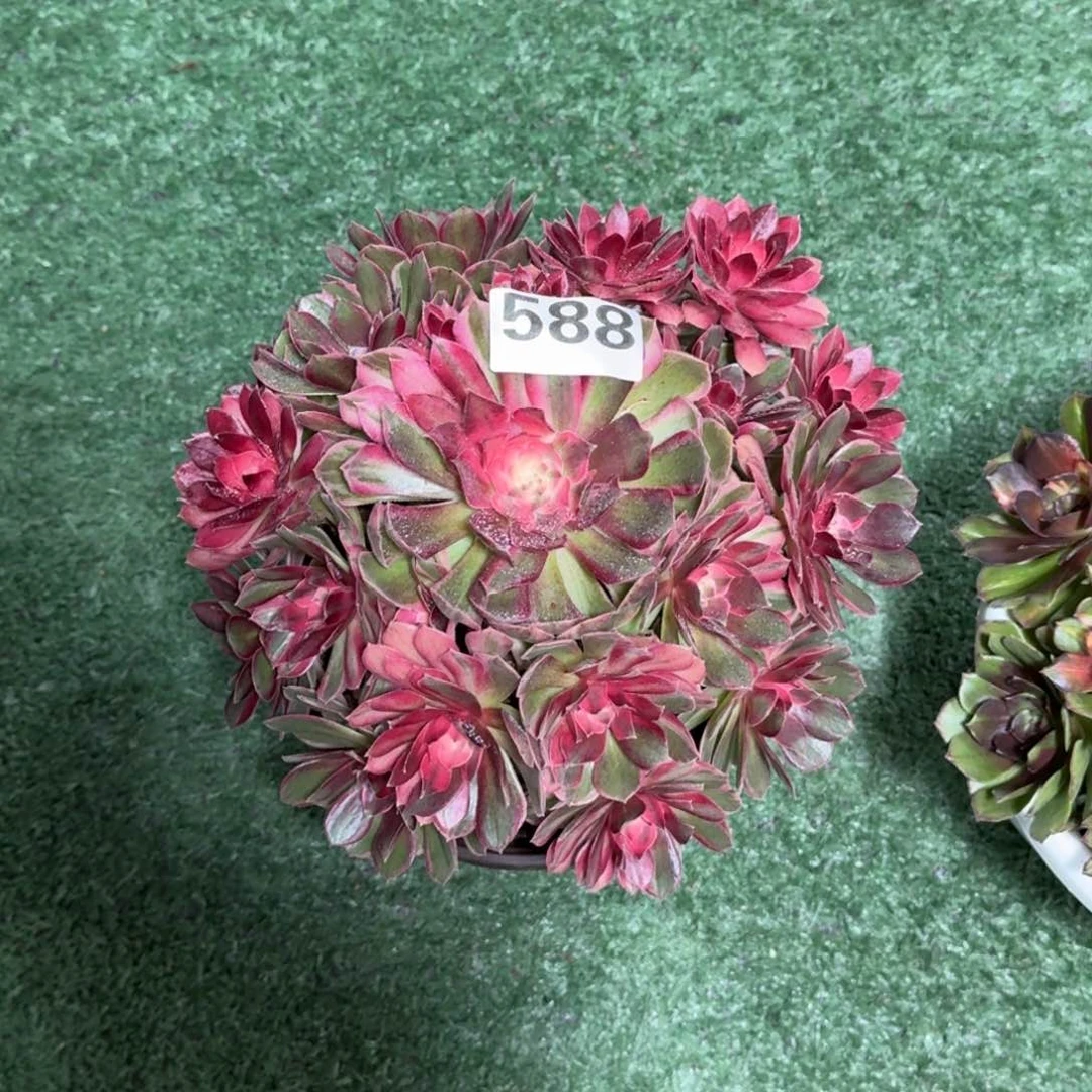 588！黑魔锦法师多肉植物