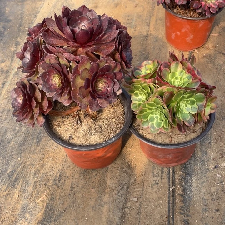 78，79断枝法师多肉断枝不包