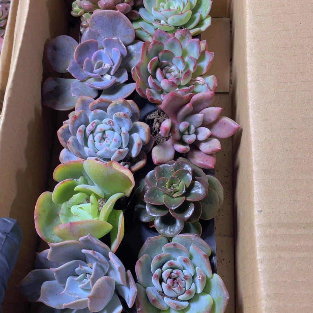 10颗-5号约4-6厘米