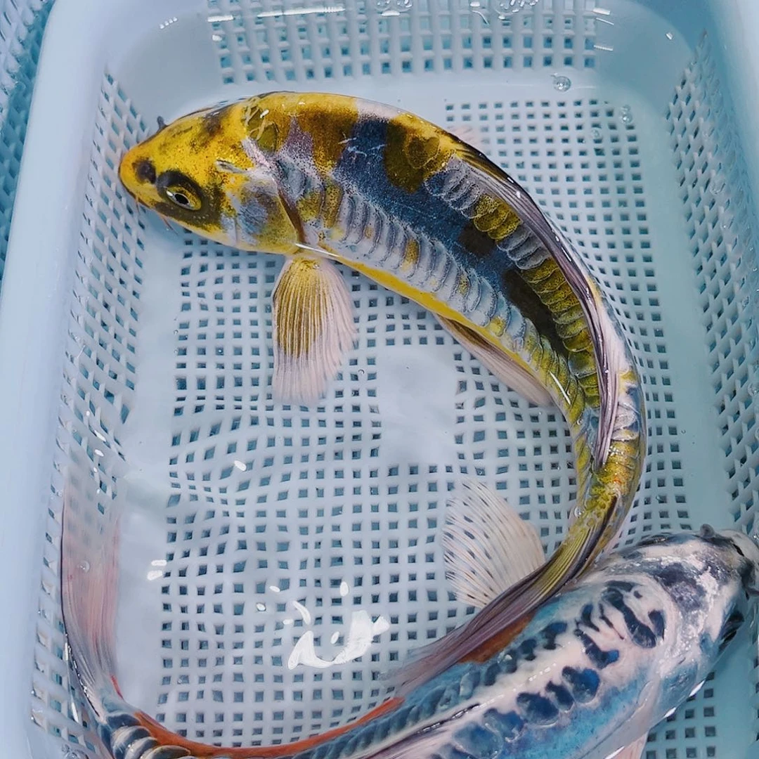 锦鲤锦鲤冷水鱼观赏139