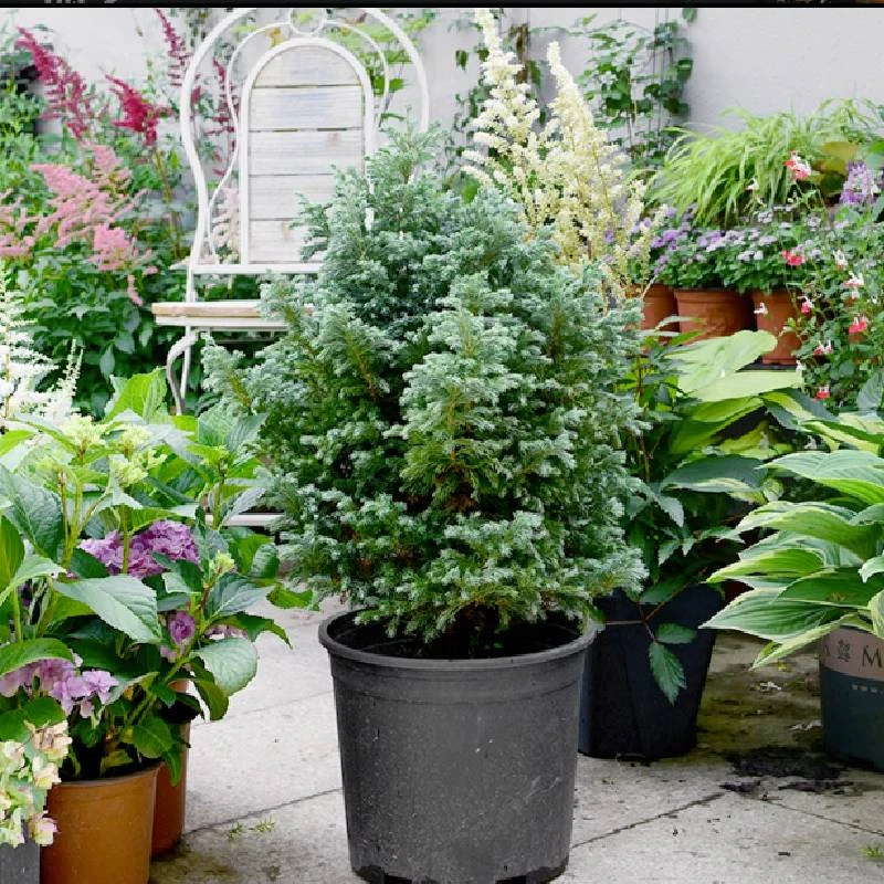 蓝湖柏蓝色波尔瓦盆栽花境阳台庭院造景花园树苗耐寒四季观叶植物
