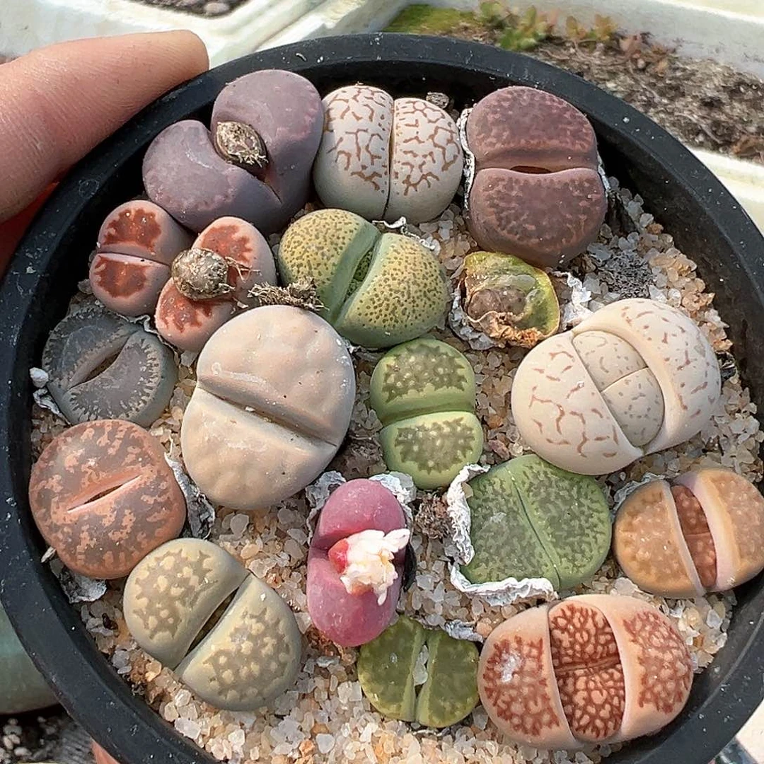 专拍 多肉肉锥 一盆