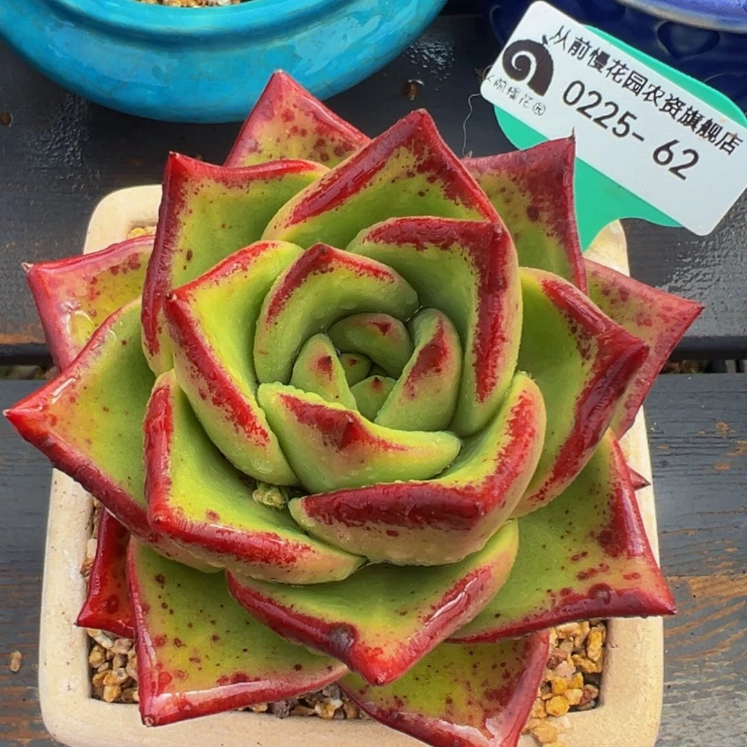 从前慢多肉精选编号0225.62