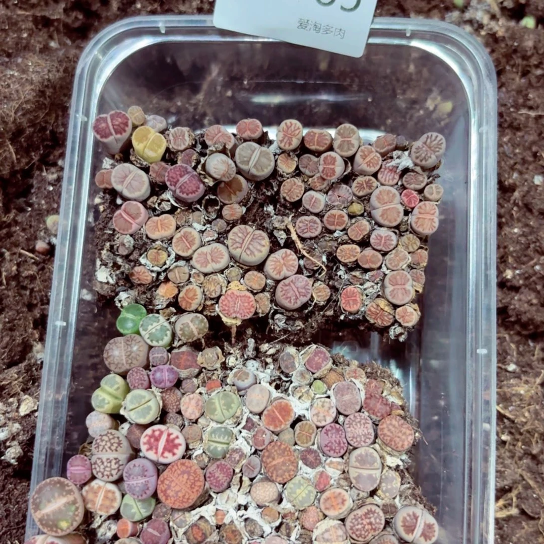 5785—生石花 生石花